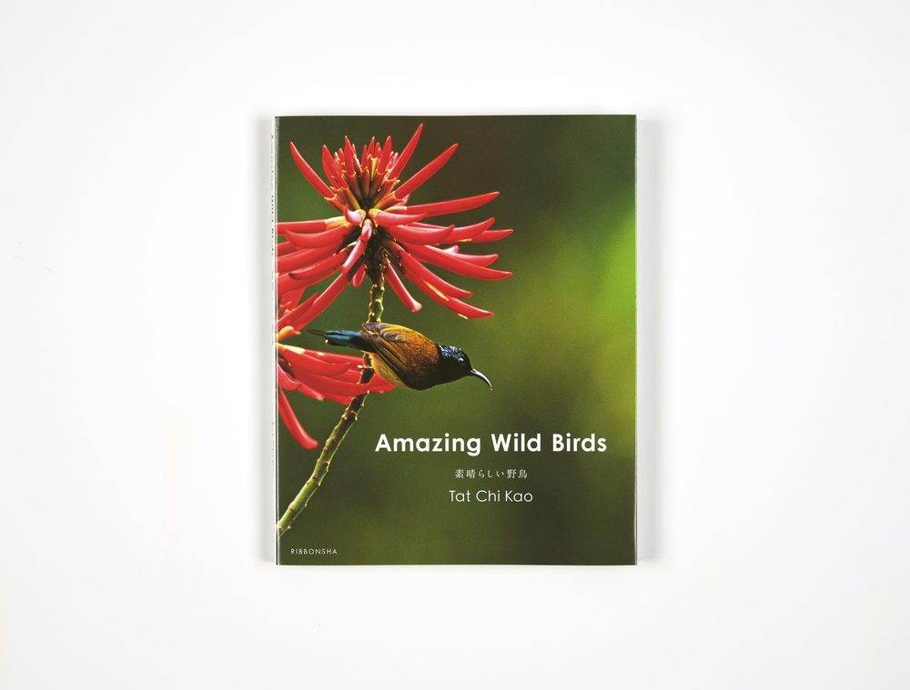 Amazing Wild Birds